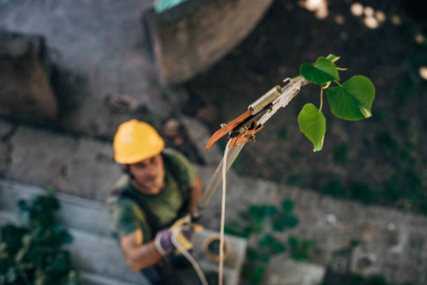 Best Fruit Tree Pruning  in King Arthur Park, MT